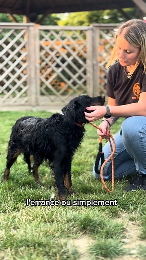 🧡 JOURNEE INTERNATIONALE DU CHIEN 🐕 À tous nos chiens de refuge, ceux à qui on colle trop vite des étiquettes : dangereux, têtus, mordeurs, trop ceci ou pas assez cela… Mais qui sont bien plus que ça. Ce sont des individus, des histoires, des compagnons de vie uniques. Des chiens marqués par le passé, mais pleins d’espoir pour l’avenir. 🍃 . En cette journée internationale du chien, on prend un instant pour les regarder autrement. Avec bienveillance. Avec justesse. Et avec espoir. Pour leur pr