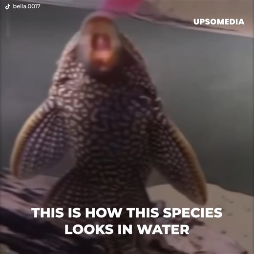 11K views · 27 reactions | They found a dried-out and lifeless fish, but when they decided to pour water on it to clean it up, they witnessed something that terrified scientists. | Positive | Facebook