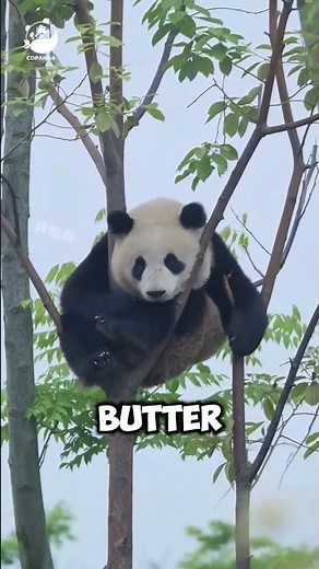 🐼 Amazing Panda Facts You Didn't Know! #animals #wildlife #naturefacts
