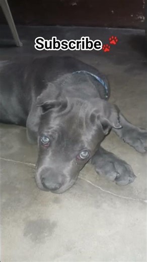 #shadowunleashed #canecorsopuppy #puppyjourney #1ksubscribers #funny #viral #pets #dogshorts