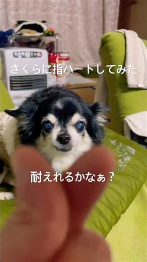 【ドッキリさくら】さくらに指ハートしてみた