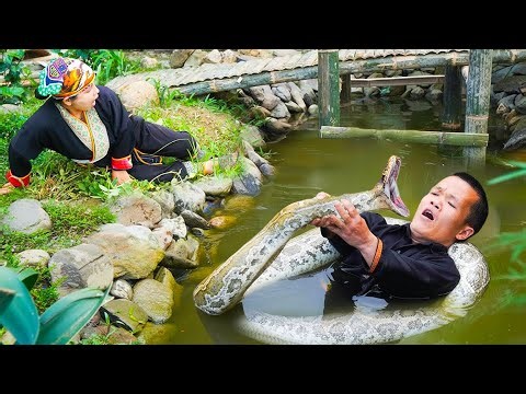 Narrow Escape as the Dwarf Family Comes Face to Face with a Giant Python in the Countryside