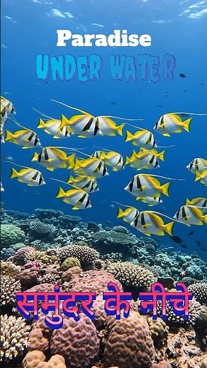 underwater paradise #oceanlife #ocean #fish