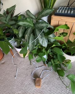 Do different plants have different songs? Have a listen for yourself! #plantwave #plantmusic #plantsofinstagram #plantconsciousness #plantcommunication | PlantWave