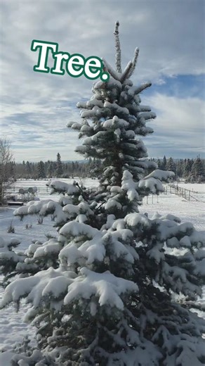 Winter at 7 Tails has a cozy cabin just for you. Miles 9f adventurous trails. Indoor riding - but only if it's not sunny! And of course...7 Tails! #getaway #BedAndBreakfast #davidthompsoncountry #escapetheordinary | 7 Tails Guest Ranch