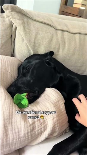 Can you tell he likes veggies 🤭🥕 #dog #dogs