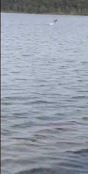 Kangaroo hopping on water