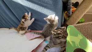 92K views · 10K reactions | It's a bunch of random cuteness. The kittens are 5 weeks old today - how is that possible?! | Love & Hisses | Facebook