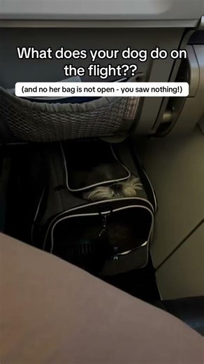 Dog flying in cabin, what our flights look like!