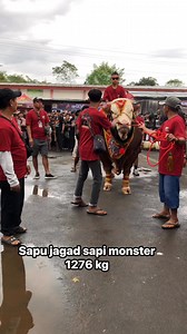 1.1M views · 15K reactions | Sapu jagad sapi monster 1276kg | Sapi Kulo Channel | Facebook