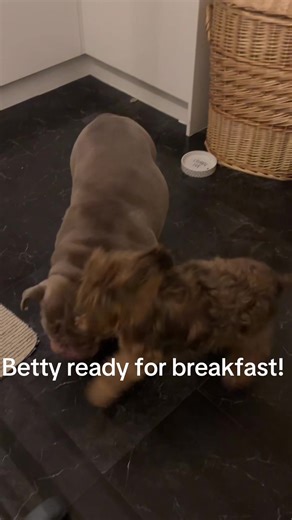 bettytheebulldog (@bettytheebulldog)’s videos with Cute Funny Animals & Pets Moments - Sunny Side Beats & CTAZ