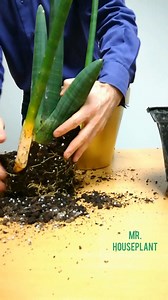 The plastic pot was so deformed by the roots that it was easier to cut it. I prepared the potting soil in advance, I mixed in around 30% perlite in the MiracleGro soil I had lying around. . As you can see, the pot I'm using is glazed, so it's not going to breathe in a way a regular terracota does. So I added perlite, so the soil doesn't retain as much water. I purchased the plant recently, so there was no need to completely replace the soil, I just needed to put it in a 2" bigger pot. I always m