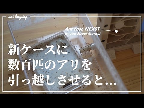 Ant case NEXSTでキイロシリアゲアリを飼育してみた！【アリ飼育】