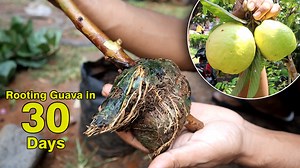 130K views · 7.1K reactions | HD Video How to rooting guava in 30 days - Step by step and show th result in 30 days | Grafting Examples | Facebook