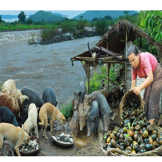 1.3K views | survival in the rainforest-found fiddleheads with snails for cook & give to pets HD | FOOD Daily | Facebook