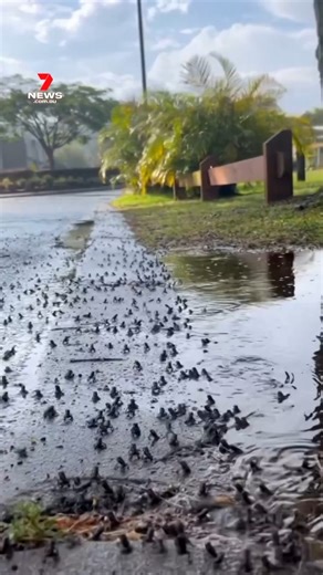 40K views · 160 reactions | Warning for dog owners following a cane toad outbreak on the Gold Coast. #canetoad #summer #7NEWS | 7NEWS Gold Coast | Facebook