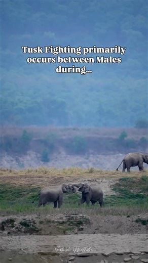 RatnishRajMalhotra on Instagram: "In the Misty embrace, Two mighty Asian Elephants clash in Tusk Locking fury! ⚡️ @natgeoindia @animalplanetindia @uttarakhand_tourismofficial Asian elephant tusk fighting primarily occurs between males during mating season (musth) for dominance and mating rights 🐙 Involving aggressive shoving, locking tusks, and pushing rivals to the ground 🐳 Have you seen the Asian Elephants Tusk Locking before? 🌳🐘 #elephants #asianelephants #natgeoindia #captureinmotion #aa