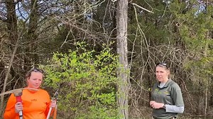 3.7K views · 50 reactions | Mary and Jill from St. Francois State Park are back to show you how to remove the invasive shrub, bush honeysuckle. While there are a variety of methods to complete the task, here they demonstrate a method called root docking. | Missouri State Parks | Facebook