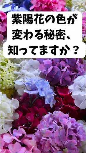 紫陽花の色は何で決まるか、知ってますか？#紫陽花#アジサイ#あじさい #梅雨