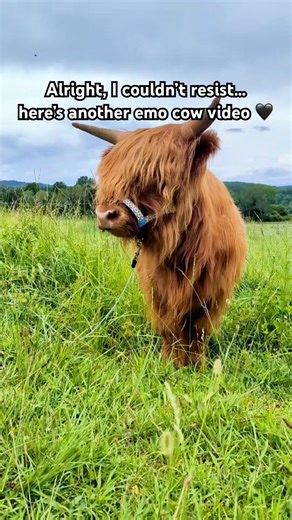 Alright, I couldn’t resist…here’s another emo cow video 🖤