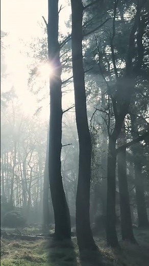 4K Free Stock Footage – Winter Morning Fog | No Copyright Nature Video