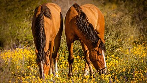 Where to see Arizona's wildflowers