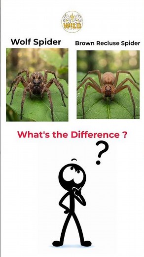 Wolf Spider vs Brown Recluse | Can You Tell the Difference? 🕷️ #viral #wildlife #shorts