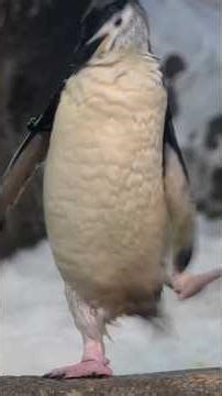 【ヒゲダンス：オレの真似出来ネーだろう】ボクのサンバに合わせて踊ってみるかいアドベンチャーワールドのヒゲペンギン1 #penguin #cute