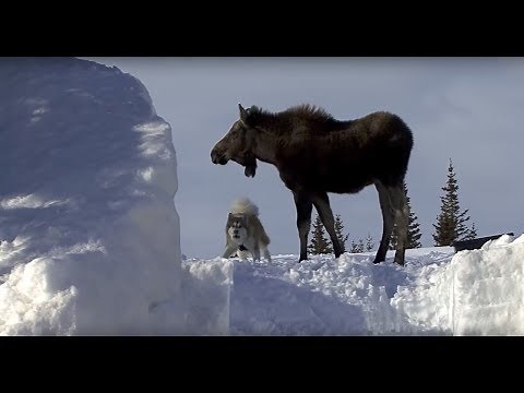 Moose and Malamute Messing About in the Snow Behaviour