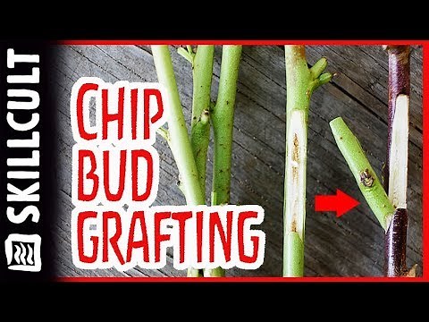 Easy Summer Chip Bud Grafting W/ Mark Albert, Fruit Tree Graft Demonstration