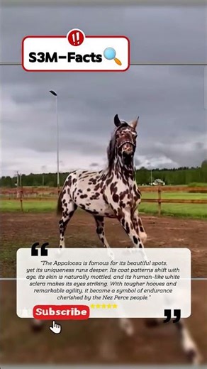 Appaloosa Horse | Stunning Spotted Horse Breed Explained