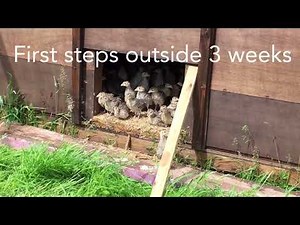 Pheasant Rearing at Urbalshinny Sporting Lodge 2017