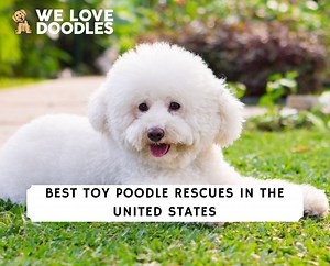 12 Best Toy Poodle Rescues in the United States! - We Love Doodles