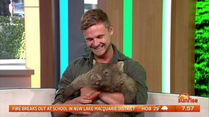 George, the world famous, super-cute, orphaned wombat who went viral online is soon being released into the wild... Good luck buddy! 😍😍😍 #sun7 | yahoo7.com.au/sunrise | Sunrise