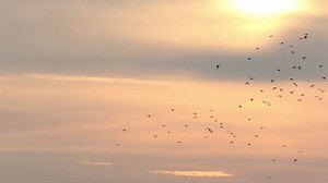 Premium stock video - Flocks of birds flying in a dawn sky