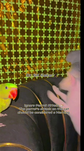 Parrot's Warning: A Cat's Encounter Gone Wrong
