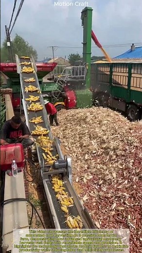 Automated Corn Harvesting | Massive Scale Farming Technology!