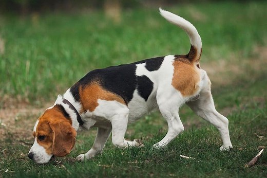 Are Beagles Hunting Dogs? - Here's Why They're Great Hunters