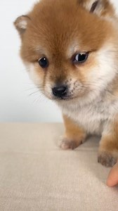 414K views · 7.3K reactions | Puppy  . . #viralreelsfb #funnyreels #dog #highlight #funnyvideo #trend #pet #virals #trending #doglover | Animal lover | Facebook