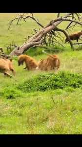 4.7M views · 32K reactions | Hyenas vs Lions #animals #animalsattack #hunting #wildlife #wildlifephotography #usa #animalswildlife | الصف الحادي عشر علمي | Facebook