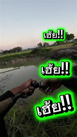 ไหนบอกเขาไม่อยู่😂วิ่งอีกแล้ว#เทรนด์วันนี้ #ฟีดดดシ #กบยางscout #ตกปลาช่อน