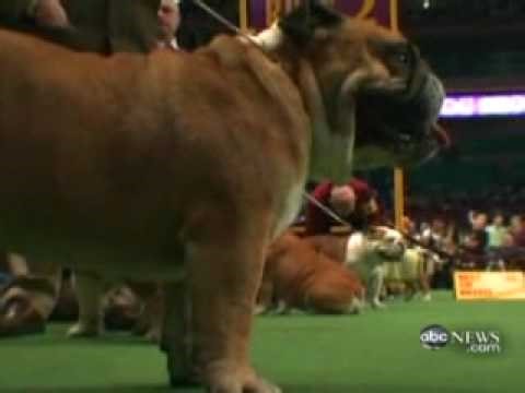 A Rabid Local Groundhog