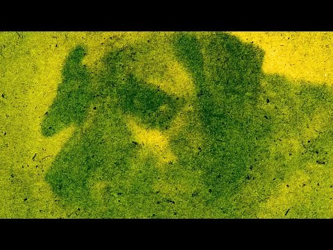 Green Hacks: How to make Anthotypes - Edd Carr, Northern Sustainable Darkroom