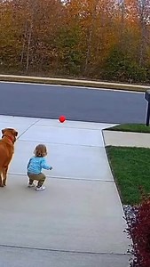 Real-life guardian angel 🐶💥 Camera caught the moment a family dog protected a toddler from heading towards the road seconds before a car sped by. #HeroDog #CCTVFootage #DogSavesChild #RealLifeHero #CaughtOnCamera #GuardianAngel #DogRescue #PetHeroes #HeartStoppingMoment #EmotionalReel #FaithfulCompanion #DogLovers #RewatchWorthy #ViralStory #UnbelievableButTrue | Hearts Meeting