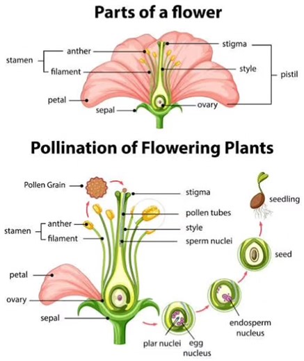Understanding the Parts of a Flower