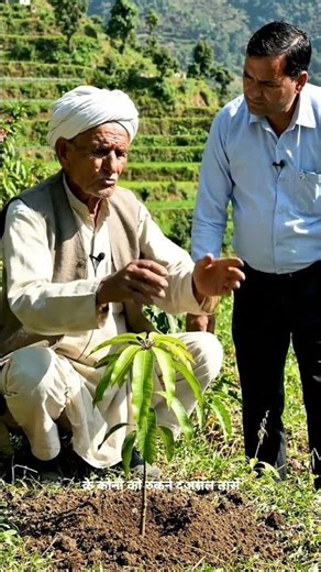 The process of planting mango tree .