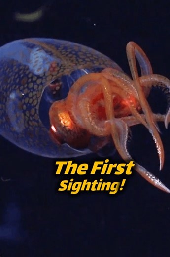 Animal doozy | We finally have video footage of a colossal squid in the wild! Filmed at 600 meters deep, this baby squid is just a foot long—but adults... | Instagram