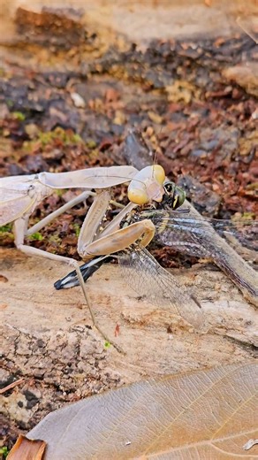 Praying Mantis Catches a Dragonfly in the Wild