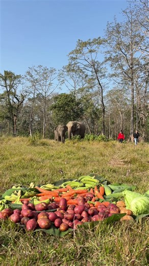 Understanding Elephants: The Importance of Eating Habits