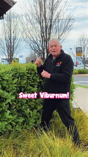 Sweet Viburnum is a fast-growing dense evergreen shrub. ✨ Get yours here: https://www.thetutuguru.com.au/shop/odoratissimum-sweet-viburnum/ #HelloHelloPlants #Nursery #Melbourne #Australia #ShopOnline #SweetViburnum | Hello Hello Plants & Garden Supplies